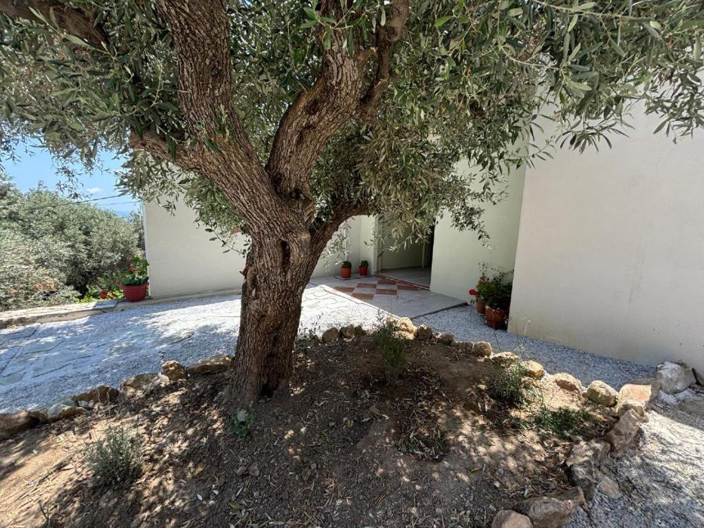 Tierra Villa Skiathos stad Exteriör bild